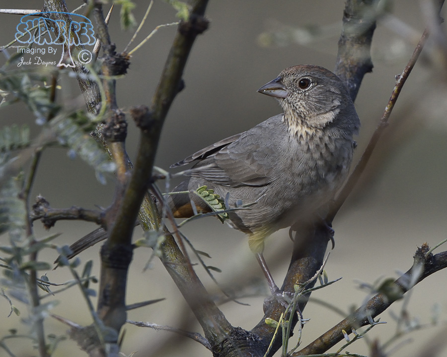 Canyon Towhee - Melozone fusca