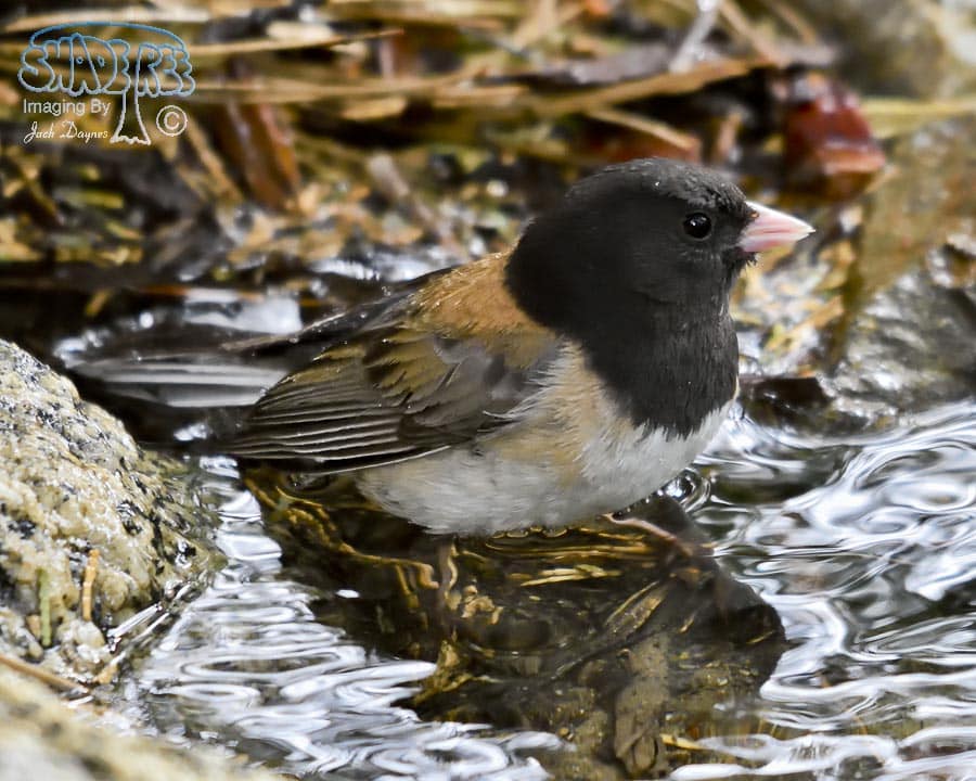 Dark-Eyed Junco - Junco hyemalis