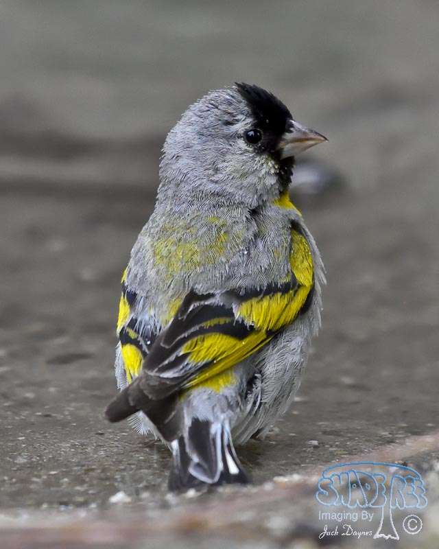 Lawrence's Goldfinch - Carduelis lawrencei