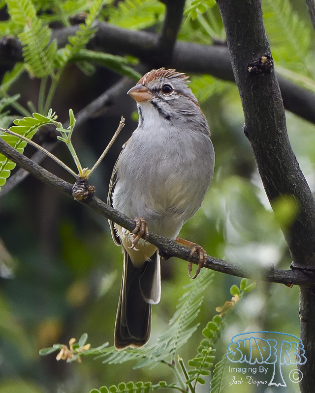 Rufous-Winged Sparrow - Peucaea carpalis