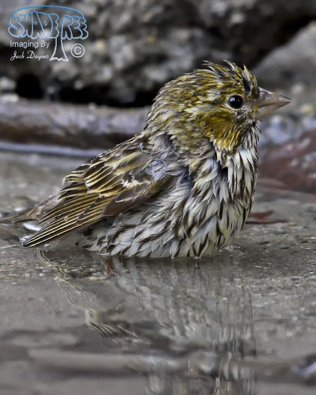 Cassin's Finch - Haemorhous cassinii