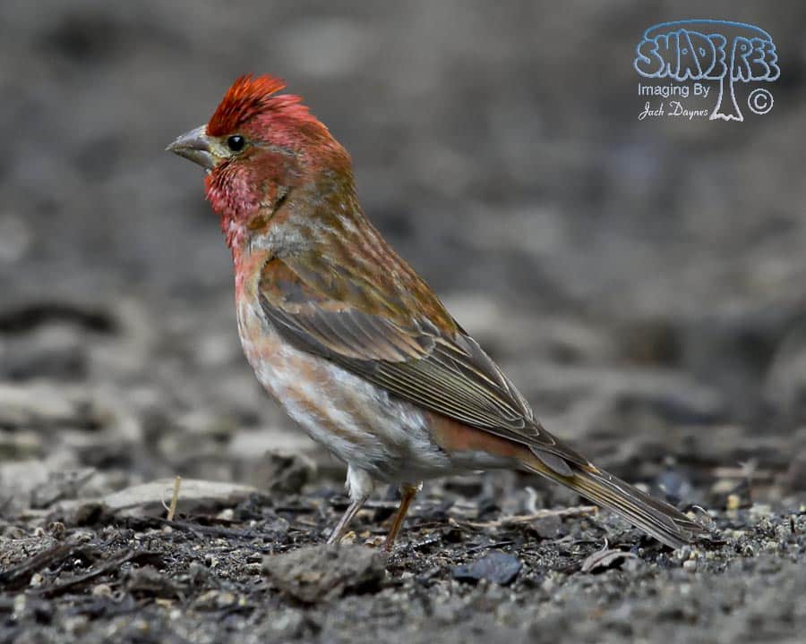 Cassin's Finch - Haemorhous cassinii