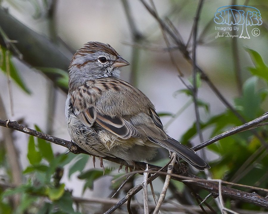 Rufous-Winged Sparrow - Peucaea carpalis