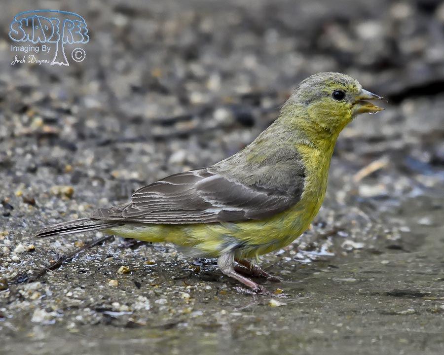 Lesser Goldfinch - Carduelis psaltria