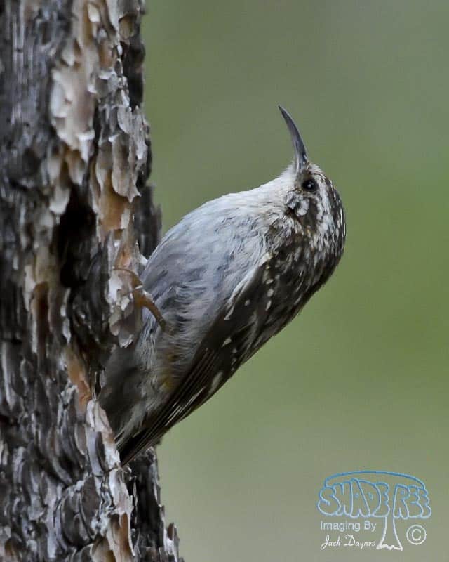 Brown Creeper - Certhia americana