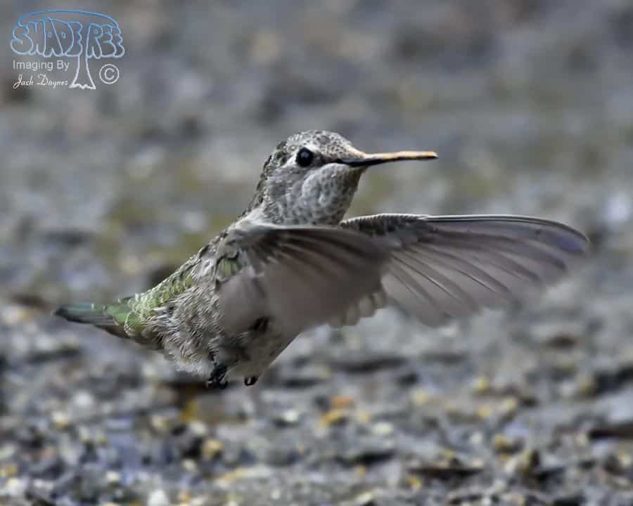 Anna's Hummingbird - Calypte anna