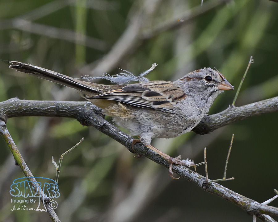 Rufous-Winged Sparrow - Peucaea carpalis