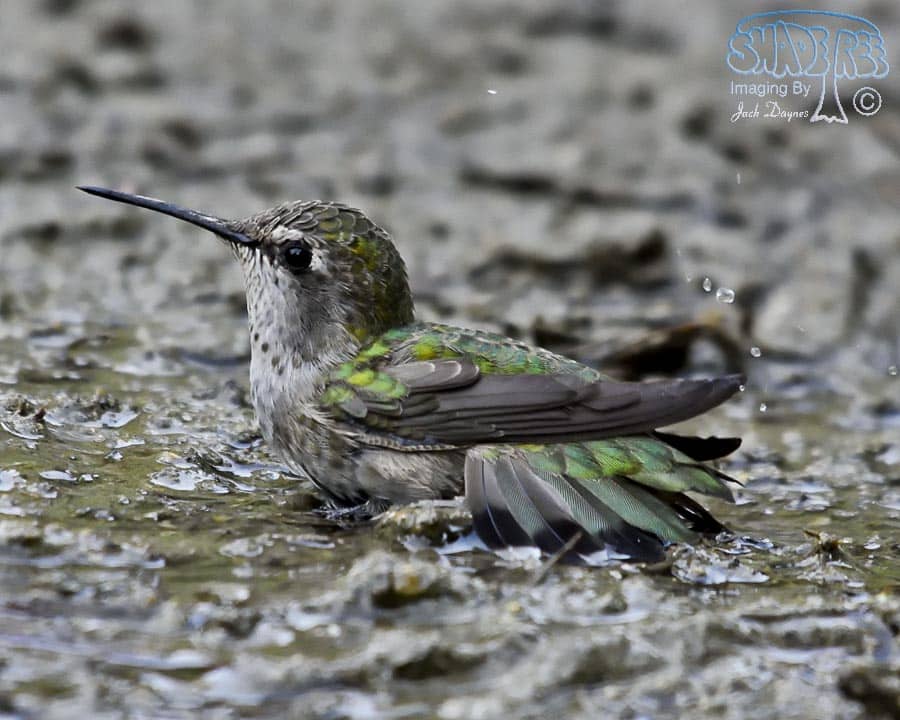 Anna's Hummingbird - Calypte anna