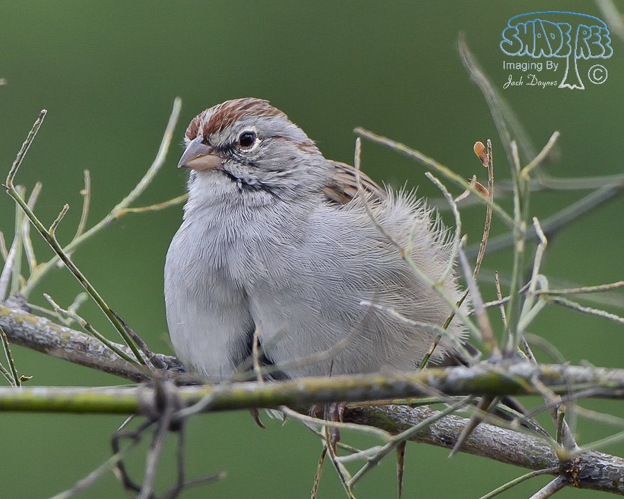 Rufous-Winged Sparrow - Peucaea carpalis