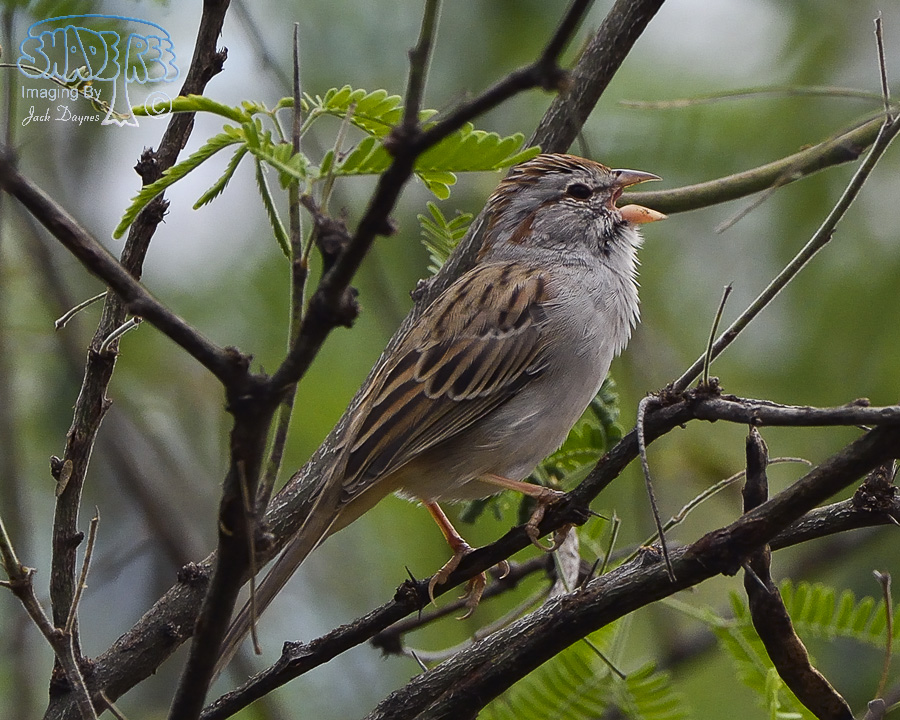 Rufous-Winged Sparrow - Peucaea carpalis