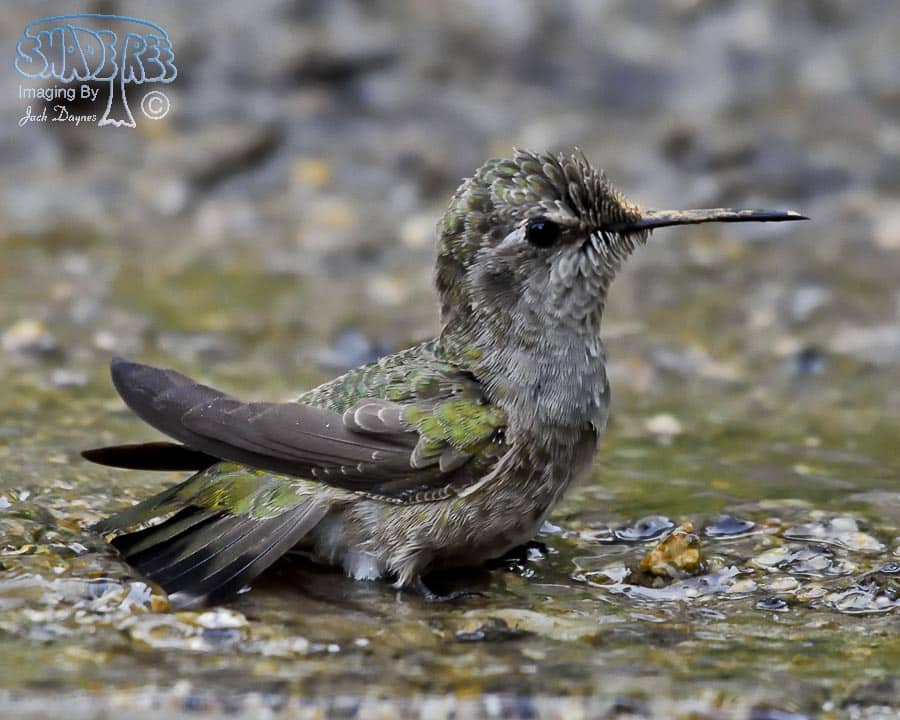 Anna's Hummingbird - Calypte anna