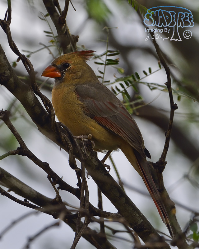 Northern Cardinal - Cardinalis cardinalis