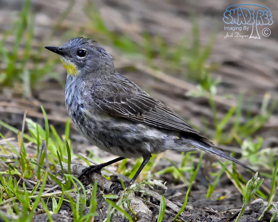 Yellow-Rumped Warbler - Setophaga coronata auduboni