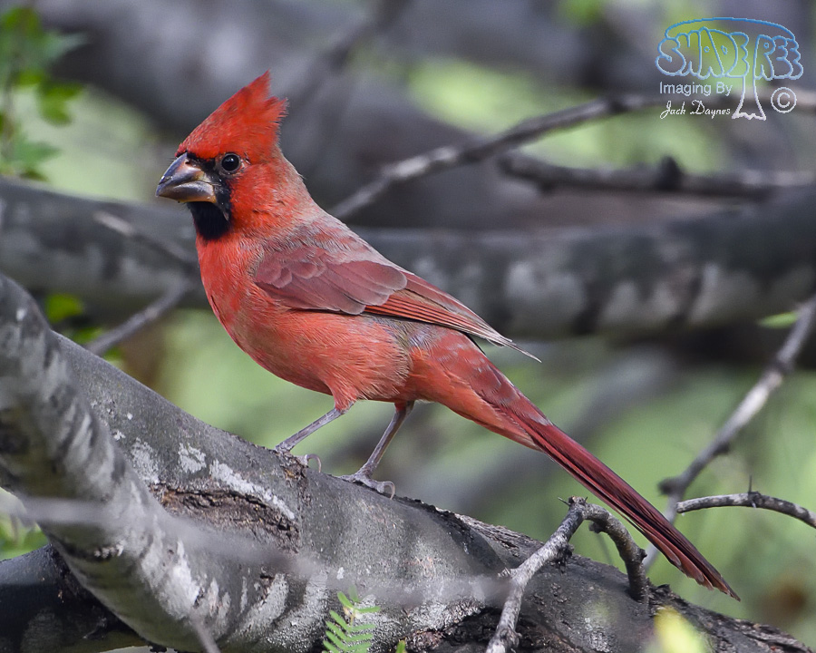 Northern Cardinal - Cardinalis cardinalis