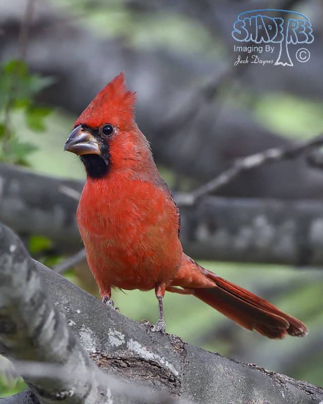 Northern Cardinal - Cardinalis cardinalis