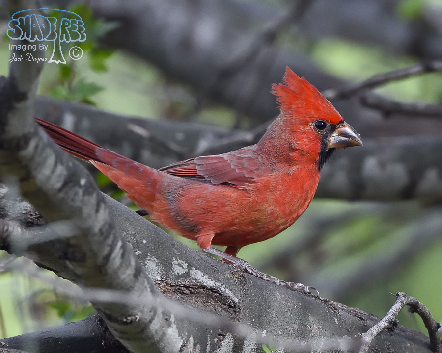 Northern Cardinal - Cardinalis cardinalis