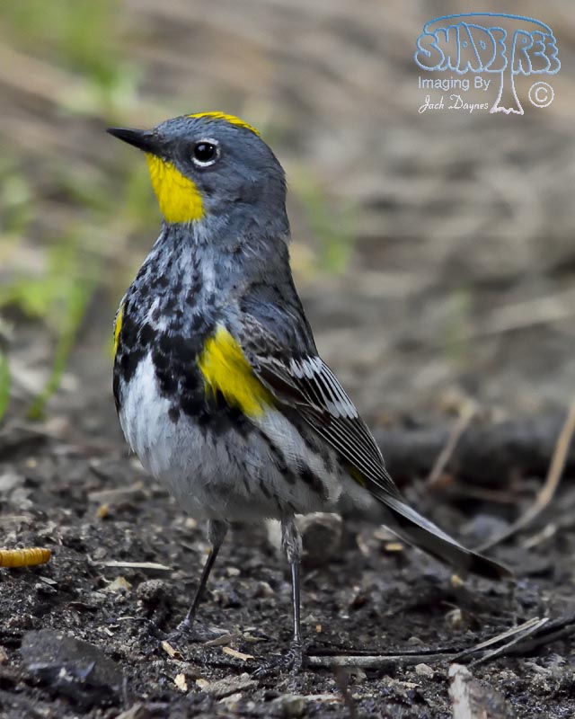 Yellow-Rumped Warbler - Setophaga coronata auduboni
