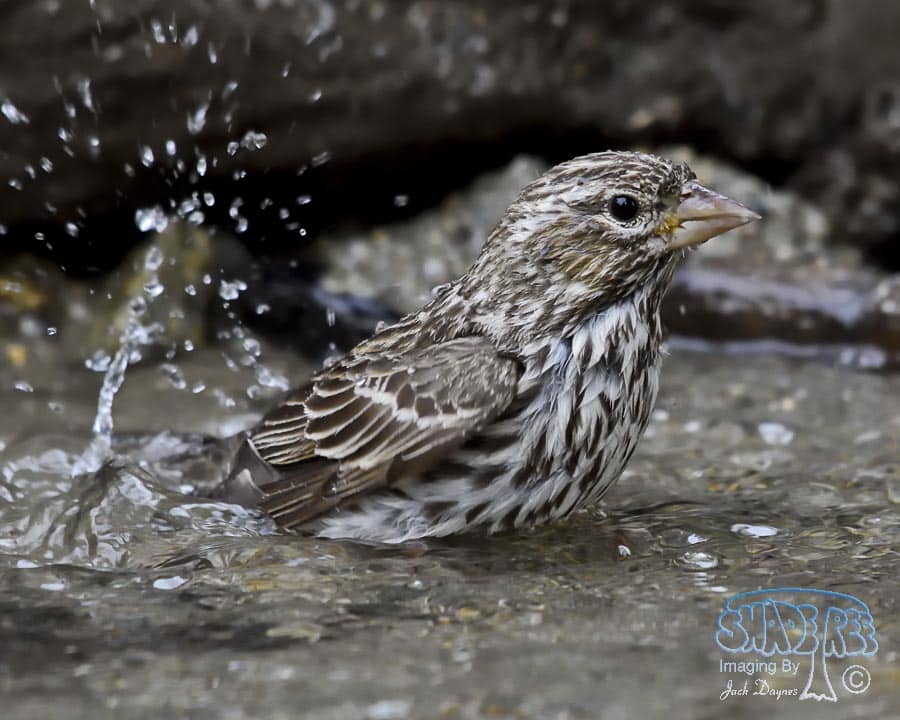 Cassin's Finch - Haemorhous cassinii