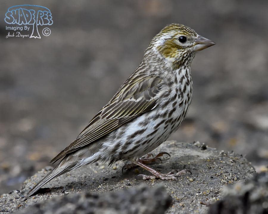Cassin's Finch - Haemorhous cassinii