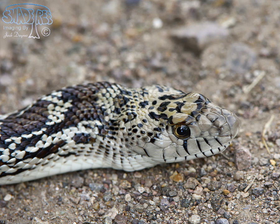 Sonoran Gophersnake - Pituophis catenifer affinis