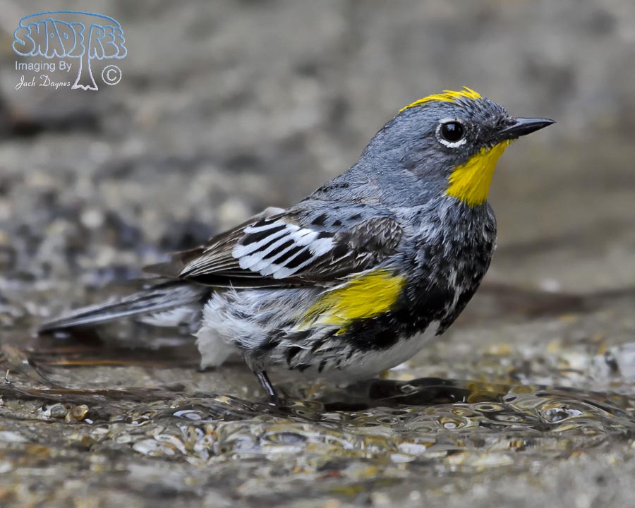 Yellow-Rumped Warbler - Setophaga coronata auduboni