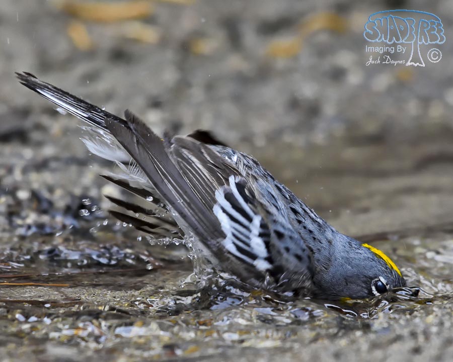 Yellow-Rumped Warbler - Setophaga coronata auduboni