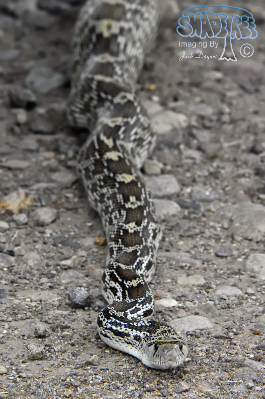 Sonoran Gophersnake - Pituophis catenifer affinis