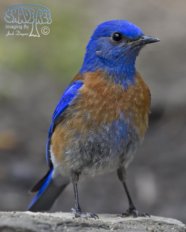 Western Bluebird - Sialia mexicana