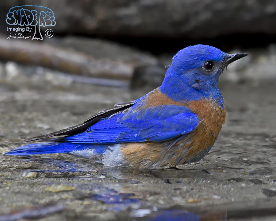 Western Bluebird - Sialia mexicana
