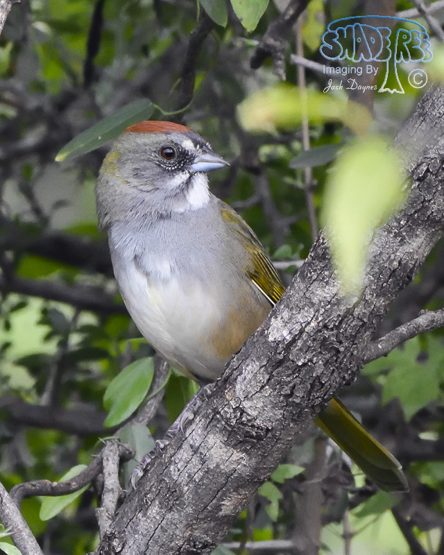 Green-Tailed Towhee - Pipilo chlorurus