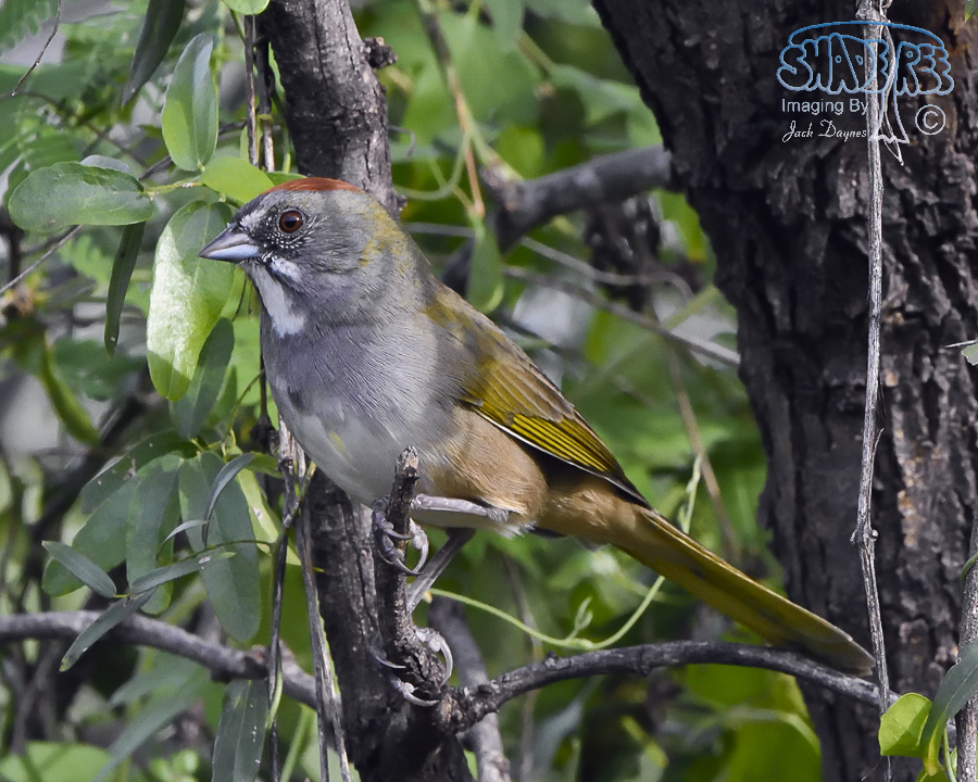 Green-Tailed Towhee - Pipilo chlorurus