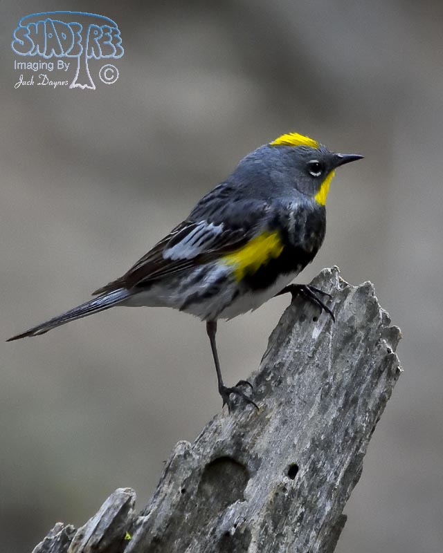 Yellow-Rumped Warbler - Setophaga coronata auduboni