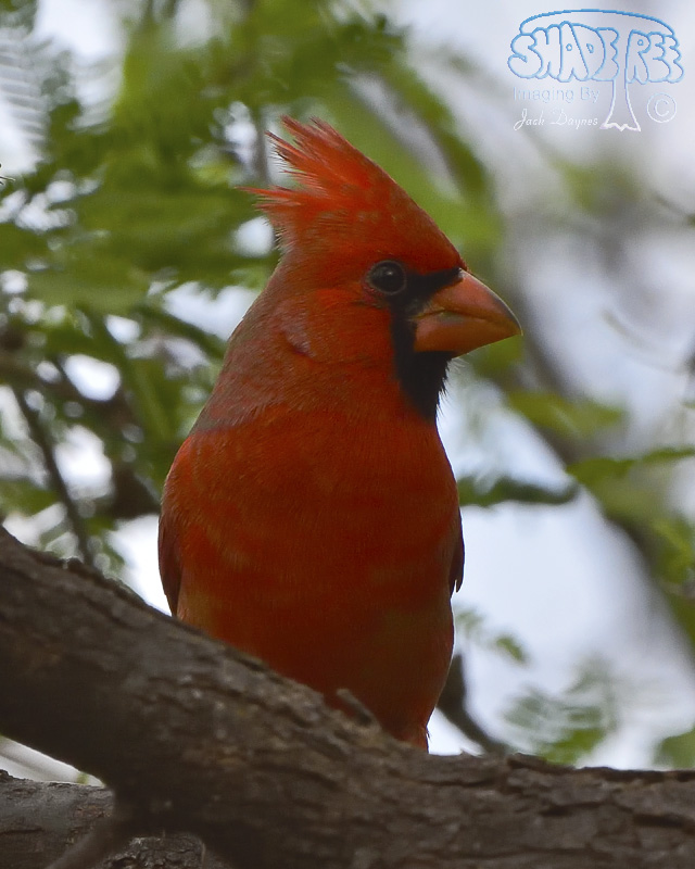 Northern Cardinal - Cardinalis cardinalis