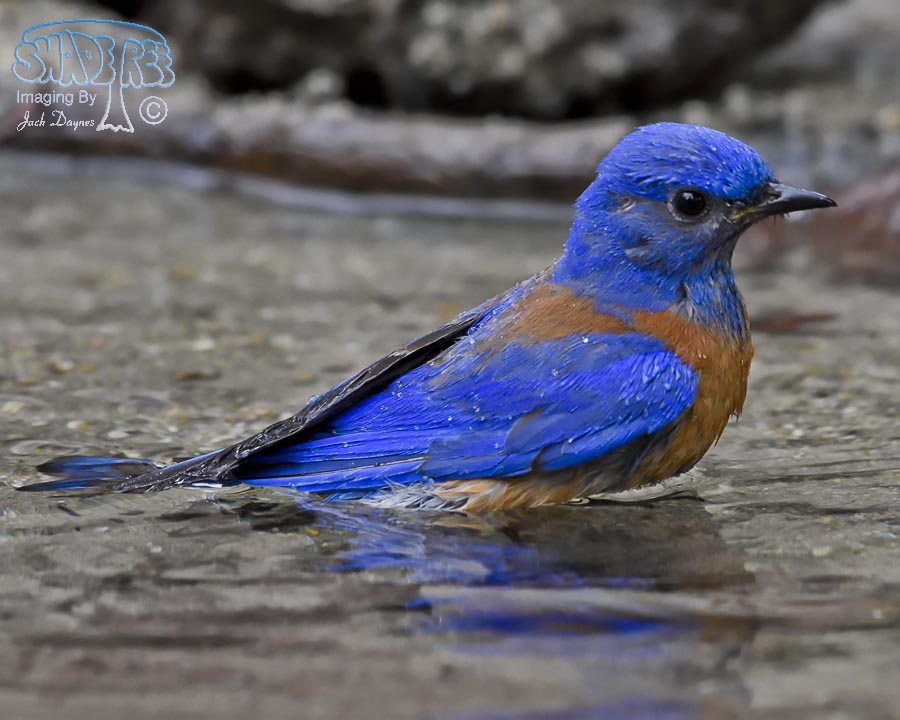 Western Bluebird - Sialia mexicana