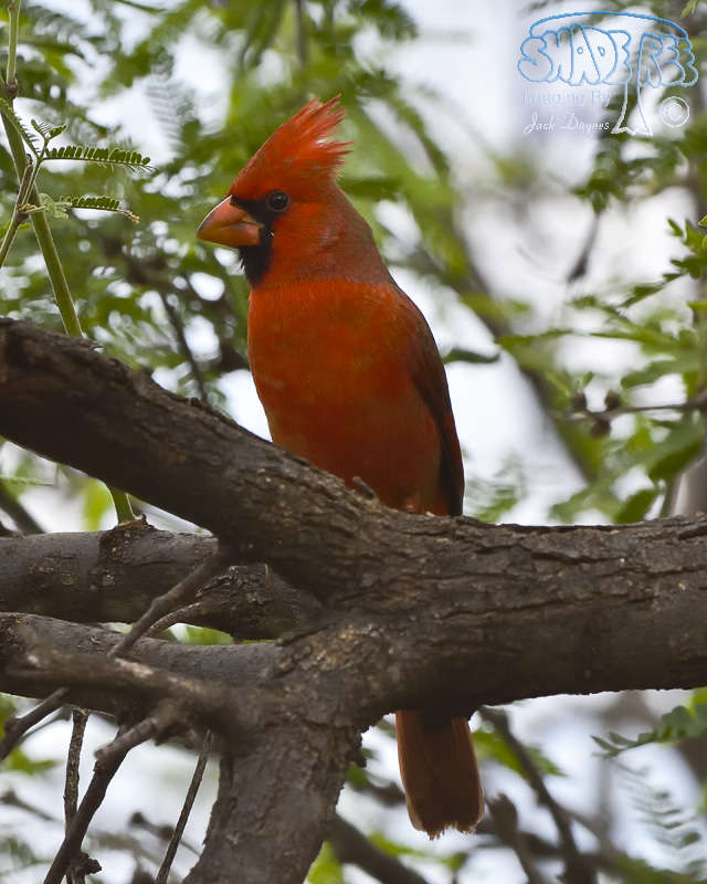Northern Cardinal - Cardinalis cardinalis