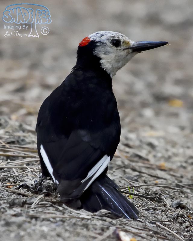 White-Headed Woodpecker - Picoides albolarvatus