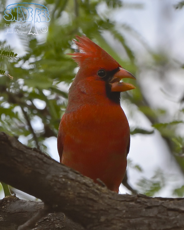 Northern Cardinal - Cardinalis cardinalis
