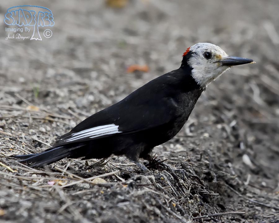 White-Headed Woodpecker - Picoides albolarvatus
