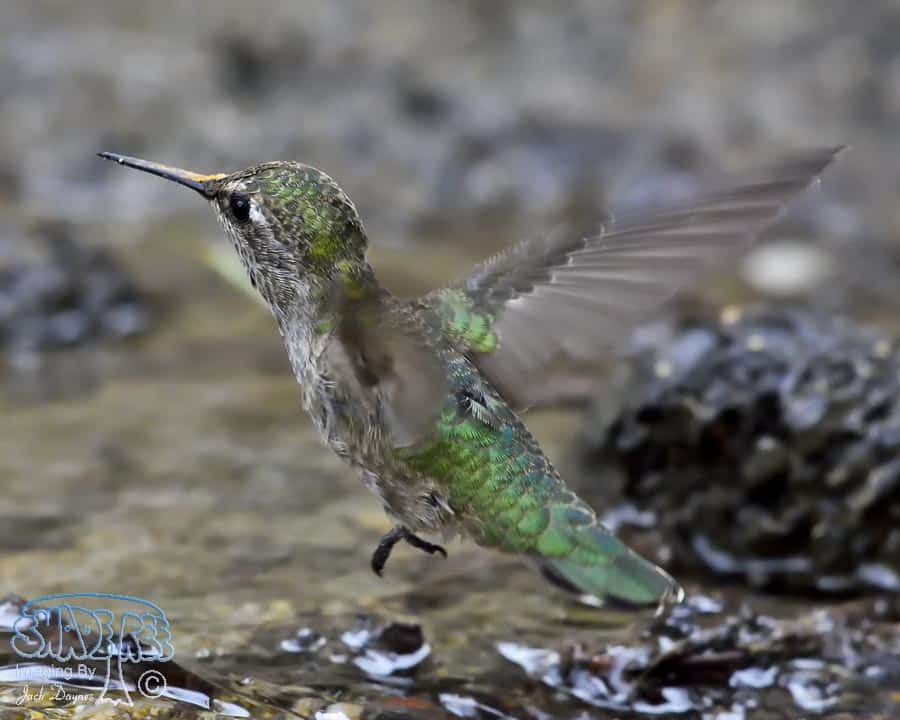 Anna's Hummingbird - Calypte anna