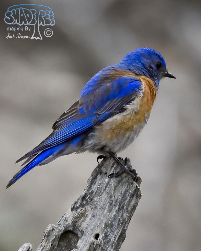 Western Bluebird - Sialia mexicana