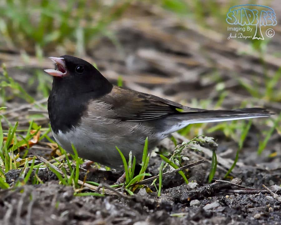 Dark-Eyed Junco - Junco hyemalis