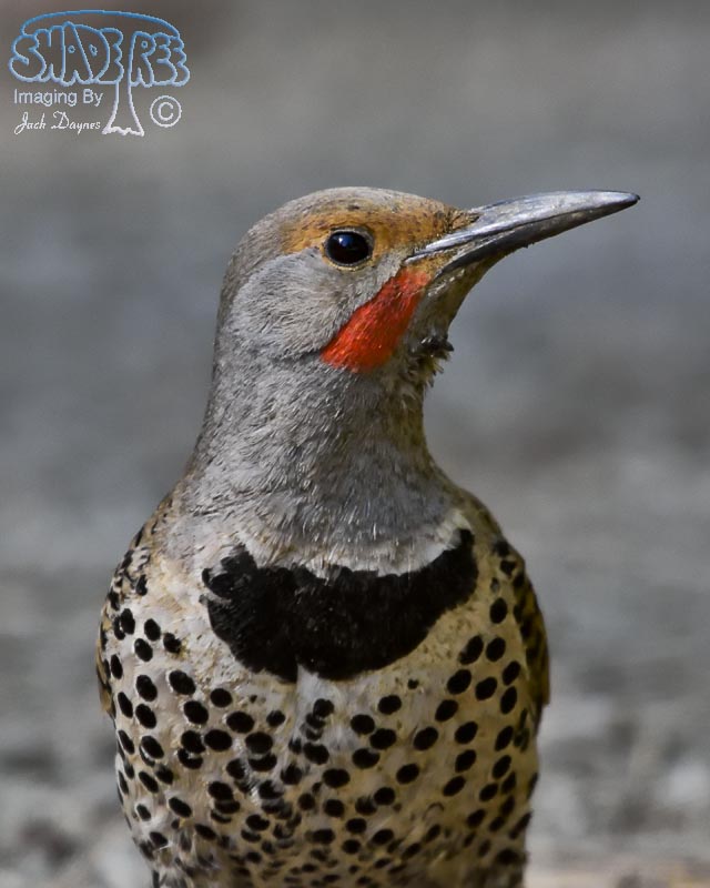 Northern Flicker - Colaptes auratus