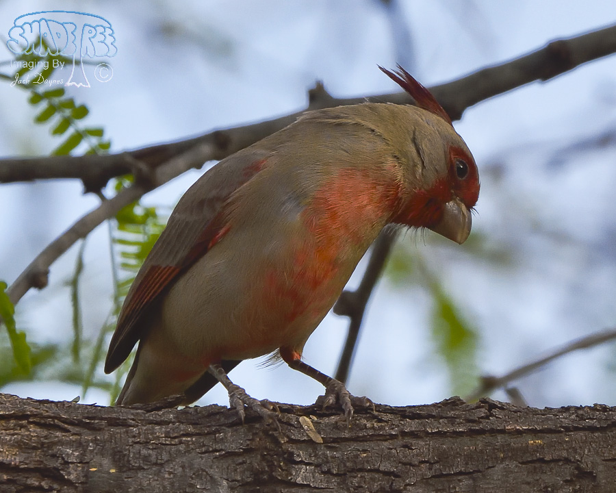 Pyrrhuloxia - Cardinalis sinuatus