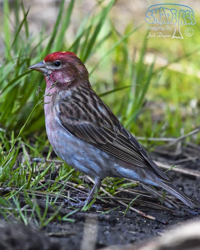 Cassin's Finch - Haemorhous cassinii
