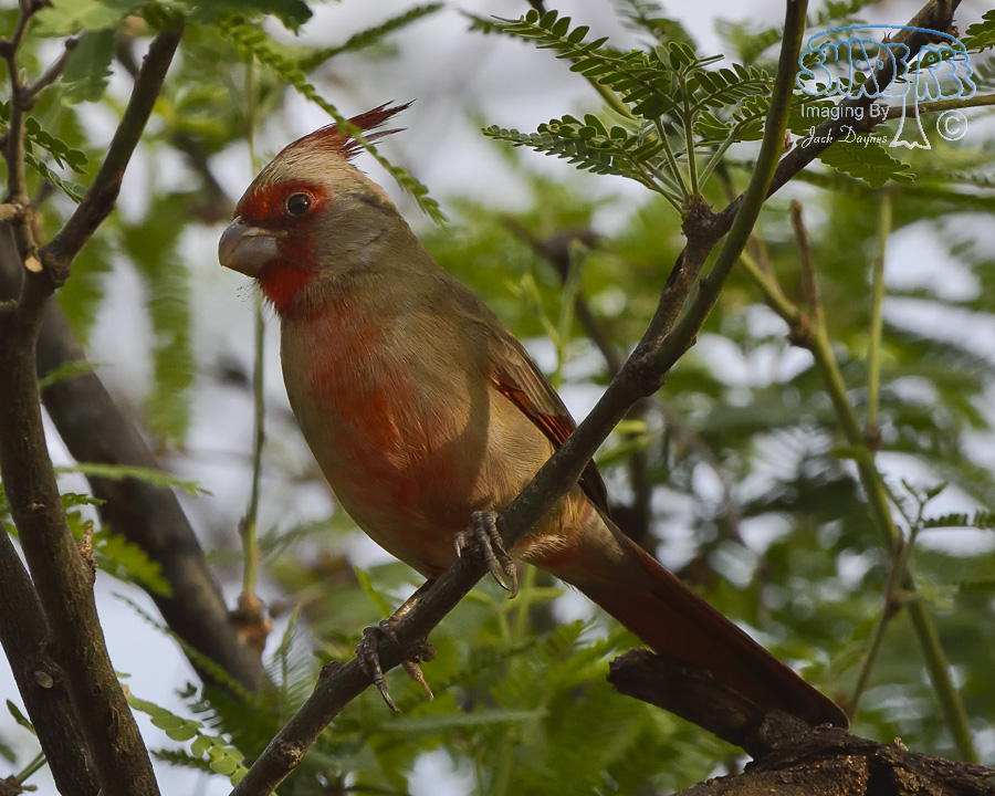 Pyrrhuloxia - Cardinalis sinuatus