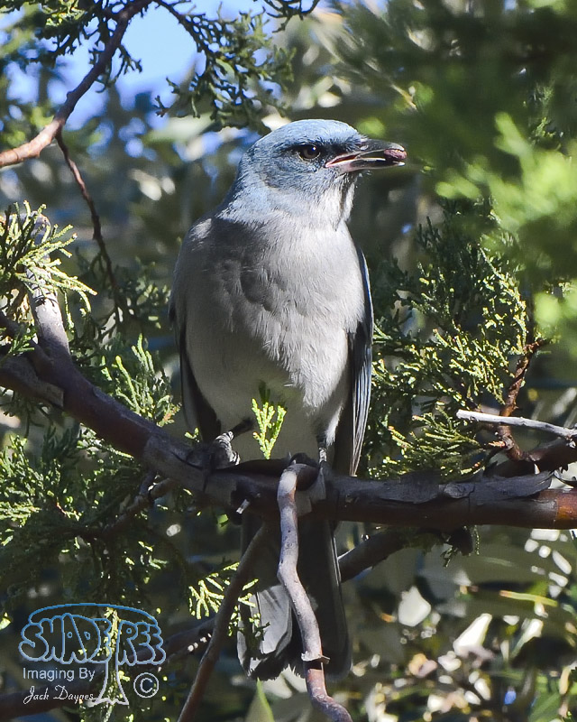 Mexican Jay - Aphelocoma ultramarina