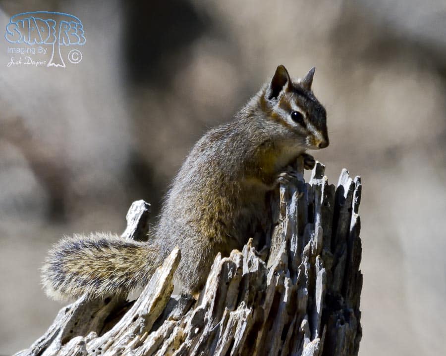 Merriam's Chipmunk - Neotamias merriami