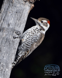 2015-10-27 Madera Canyon