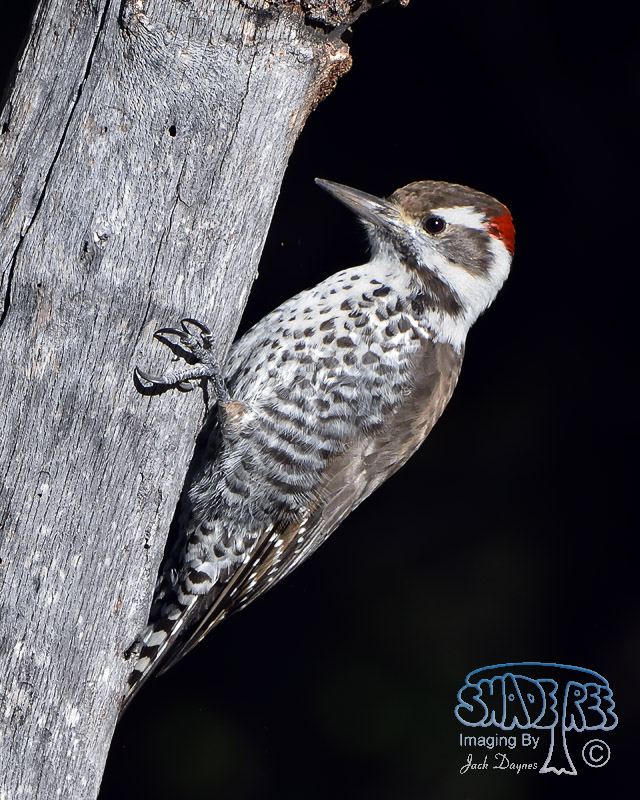 Arizona Woodpecker - Dryobates arizonae