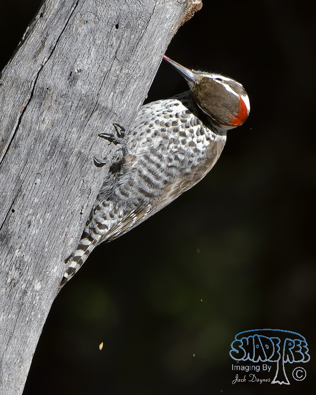 Arizona Woodpecker - Dryobates arizonae
